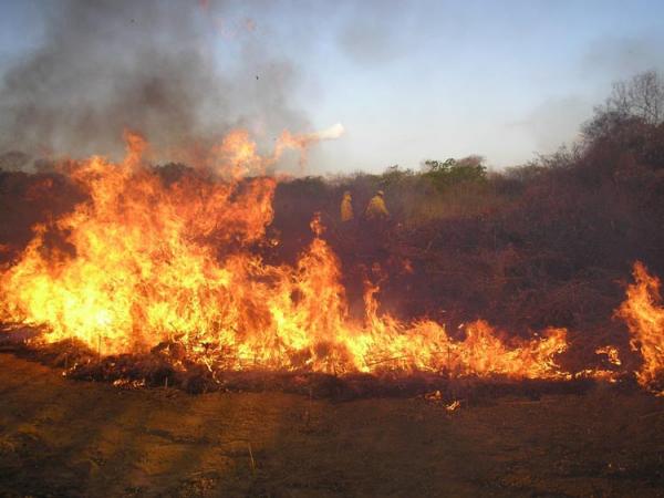 Incêndios já devastam 50% de reservas federais no Piauí