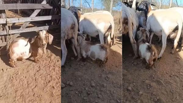 Bode de 2 anos chama aten&ccedil;&atilde;o pelo tamanho e vira 