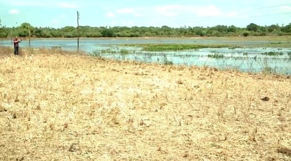 Chuvas causam preju&iacute;zos para produtores de arroz do Norte do Piau&iacute;(Imagem:TV Clube)
