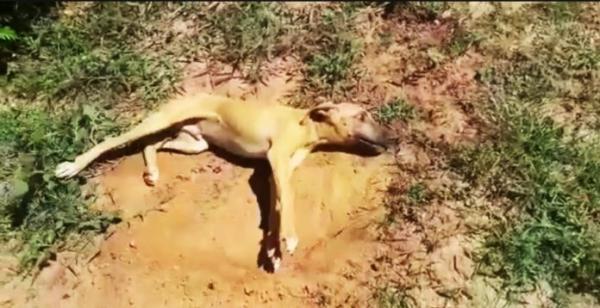 Moradores denunciam envenenamento de animais em Esperantina