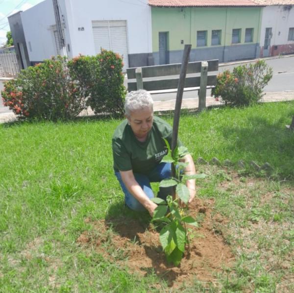 SEMAN inicia reposição de mudas de plantas em praças e rotatórias da cidade
