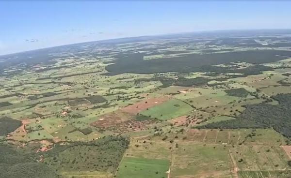 PI lidera desmatamento da Mata Atlântica no país; 95% da devastação aconteceu em dois municípios