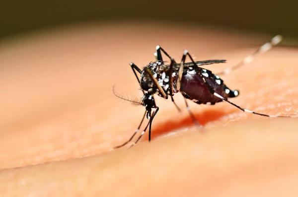 Piauí já registrou duas mortes por dengue e mais de 5 mil casos somente este ano