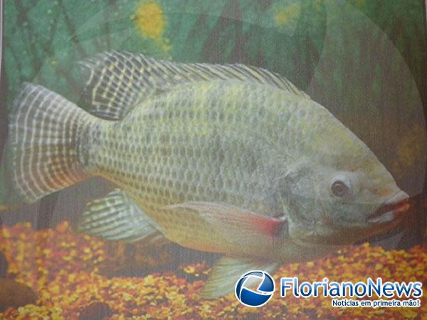 Acad&ecirc;micos da UESPI realizam culmin&acirc;ncia de projeto sobre peixe til&aacute;pia.(Imagem:FlorianoNews)