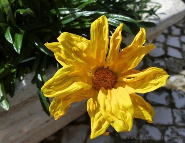 Franzina flor...