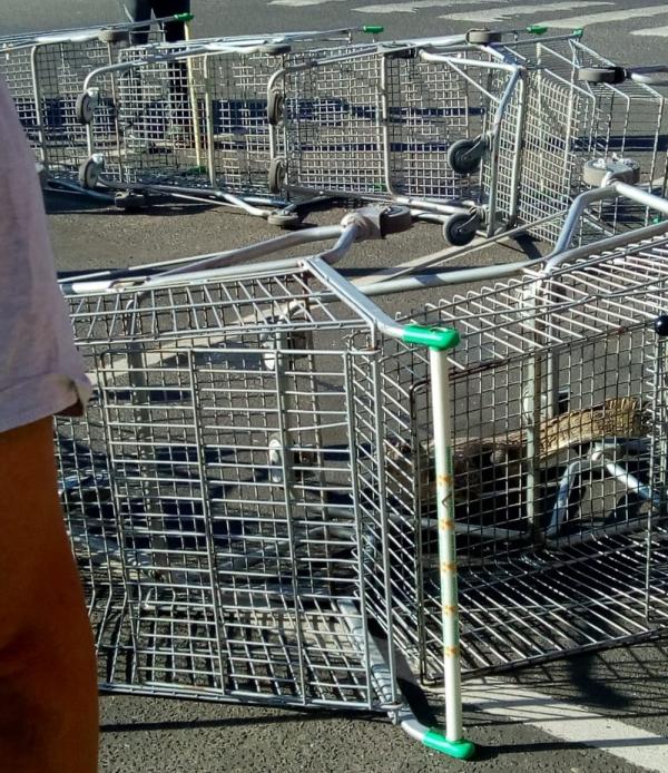 Jacaré surge em estacionamento de supermercado e clientes cercam animal com carrinhos