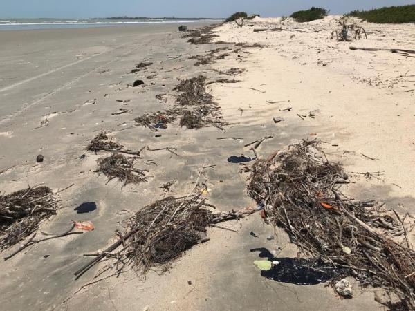 As manchas escuras foram encontradas pr&oacute;ximo &agrave; &aacute;rea dos bares no litoral do Piau&iacute;.(Imagem:Instituto Tartarugas do Delta)