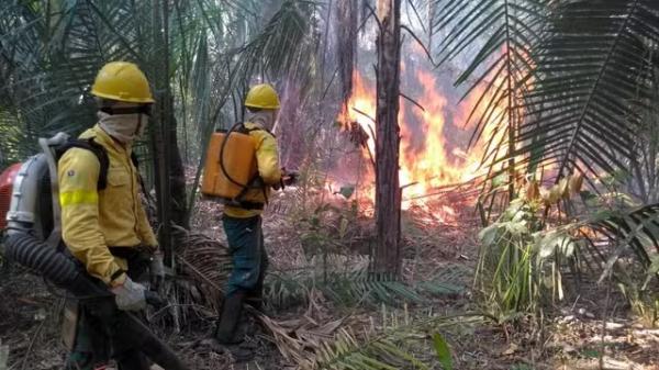 Inc&ecirc;ndio florestal em Uru&ccedil;u&iacute;, no Sul do Piau&iacute;.(Imagem:Divulga&ccedil;&atilde;o/Prefeitura de Uru&ccedil;u&iacute;)
