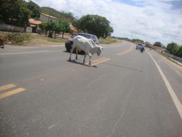 Flagrante animal na pista: Br 230 em Barao de Grajau(Imagem:reda&ccedil;&atilde;o)
