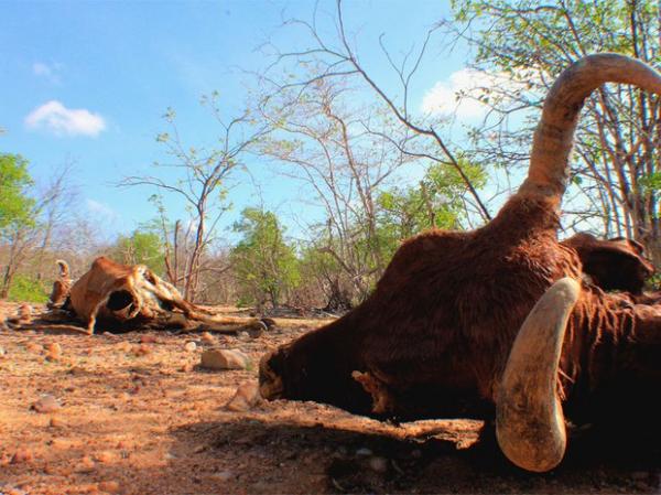 Nordeste do Brasil teve pior seca dos últimos 50 anos em 2013