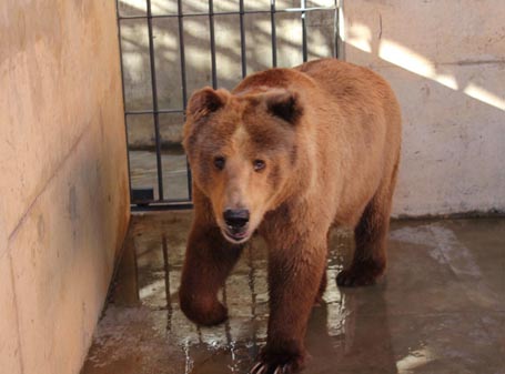 Com mais de 3 mil assinaturas, petição pede transferência de ursa do Zoobotânico