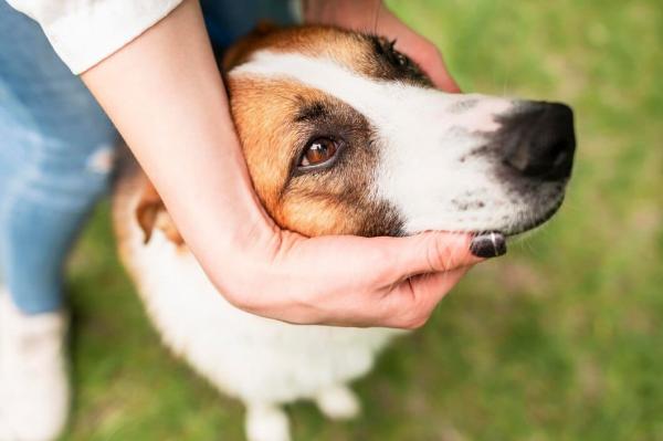 Polícia Civil reforça combate aos crimes de maus-tratos contra animais