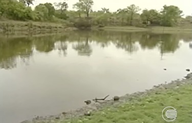 Peixes morrem após substância ser jogada em açude de Floriano
