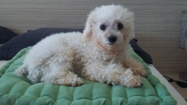 Cachorro desaparece em Floriano e dona pede ajuda para encontrá-lo