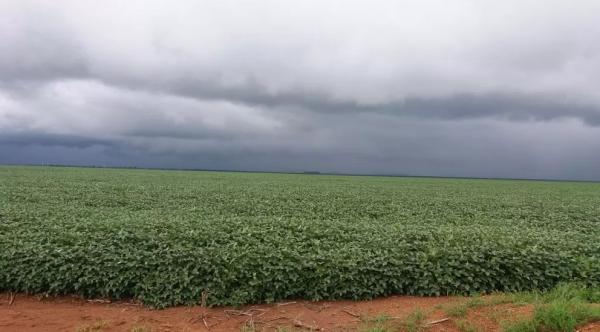 Piauí sedia pela 1ª vez a abertura nacional da colheita de soja; 16 estados participam