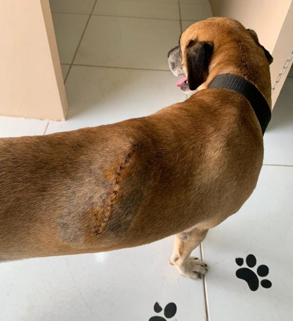 Cicatriza&ccedil;&atilde;o da pele do animal ocorreu de forma r&aacute;pida.(Imagem: Arquivo Pessoal)