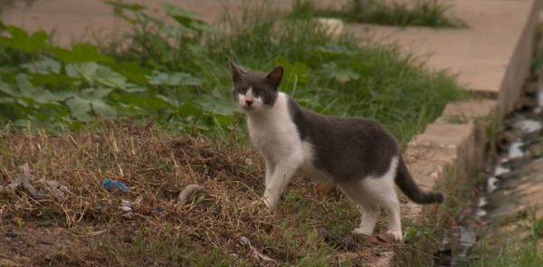 Gato em situa&ccedil;&atilde;o de abandono em uma rua de Teresina.(Imagem:Reprodu&ccedil;&atilde;o/TV Clube)