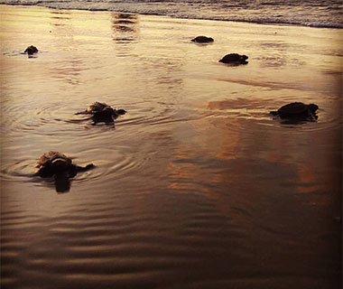 Litoral do Piauí já registrou o nascimento de 5 mil tartarugas em 2018