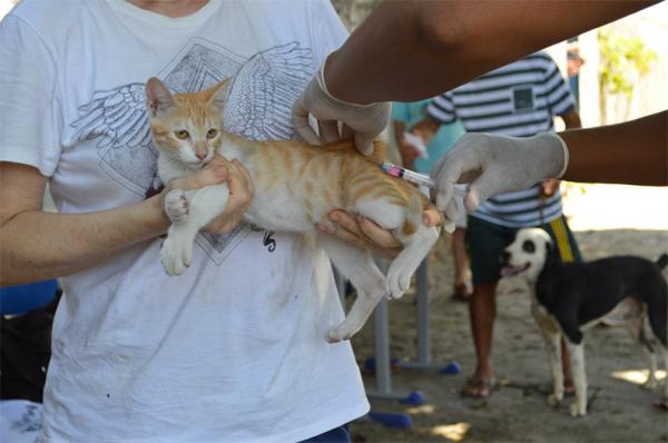 Piauí anuncia dia D da vacinação antirrábica de cães e gatos