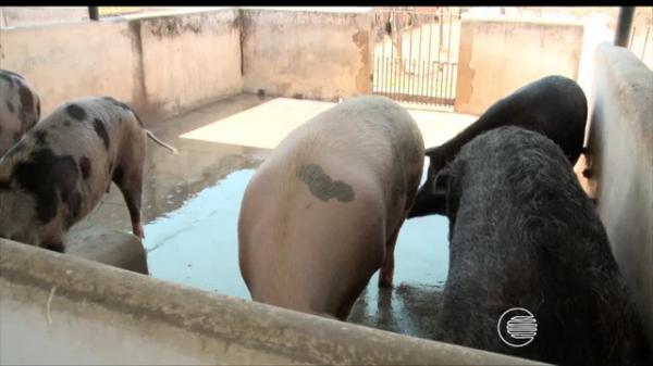 Sindicância é aberta para investigar morte de porcos por asfixia na UFPI