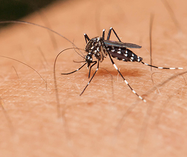 Três cidades no Piauí têm risco de surto de dengue, chikungunya e zika