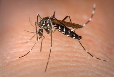 Teresina registra aumento alarmante de casos de Chikungunya: mais de 1.380 infectados em seis meses