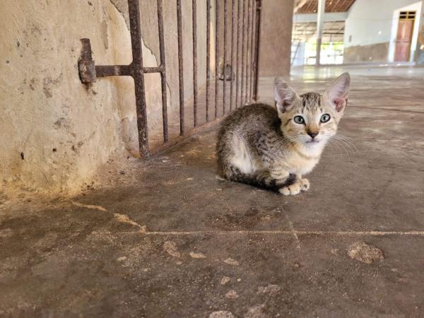 Lei proíbe morte de cães e gatos de rua em todo o Piauí; entenda