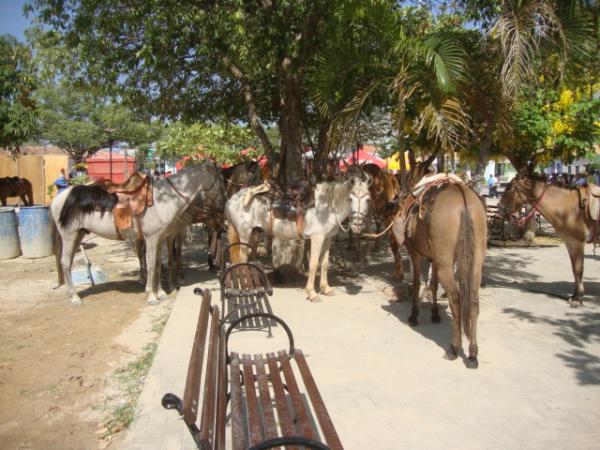 Cavalos a sombra das &aacute;rvores(Imagem:reda&ccedil;&atilde;o)