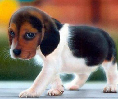 Veterinário alerta para perigo das viroses no período chuvoso
