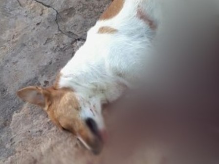 Homem mata cachorro a facada e acaba detido pela polícia no Piauí