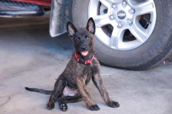 Thor, primeiro cão-bombeiro de resgate e salvamento do Piauí, morre aos dois anos