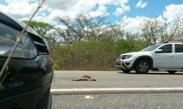 ONG pede construção de passagens para animais silvestres em rodovias no PI