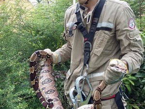 Cobra de três metros é capturada em torre de rádio no Litoral do Piauí