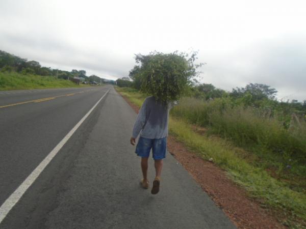 Na Sexta-feira Santa, florianenses repetem tradição de colher Alecrim.(Imagem:FlorianoNews)