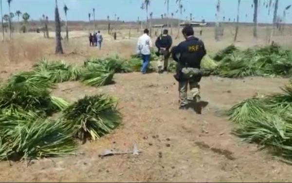 MPT, MTE e PRF deflagram Operação Palha Acolhedora IV no Norte do Piauí