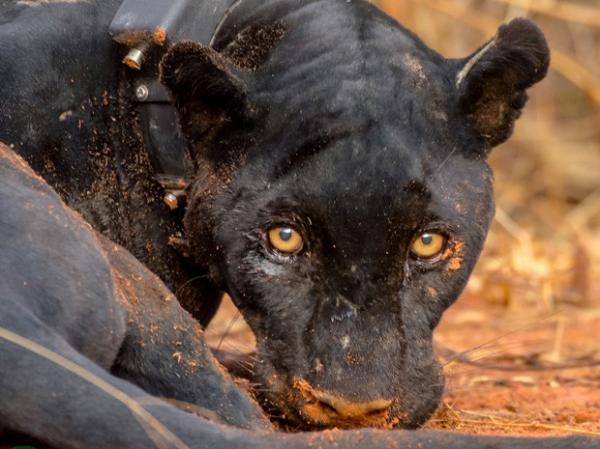 On&ccedil;a-preta at&eacute; ent&atilde;o nunca tinha sido capturada na Caatinga.(Imagem:Divulga&ccedil;&atilde;o/ICMBio)