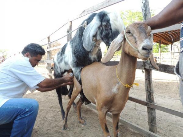 Professor retira o s&ecirc;men do macho durante cruzamento com a f&ecirc;mea.(Imagem:Sousa J&uacute;nior/Arquivo Pessoal)