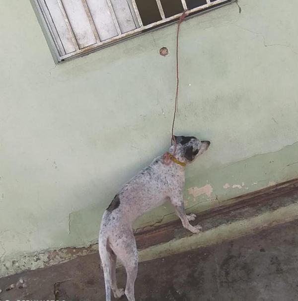 Suspeita de matar cachorro de vizinha com veneno é autuada por maus-tratos contra o próprio animal