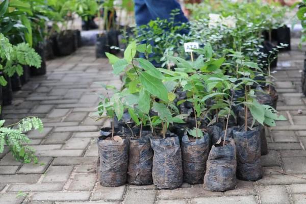 Edital sobre o Certificado do Selo Ambiental dos municípios piauienses em 2023 é publicado