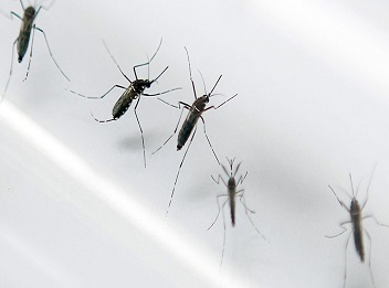 Saiba mais sobre o vírus Mayaro, transmitido pelo Aedes Aegypti