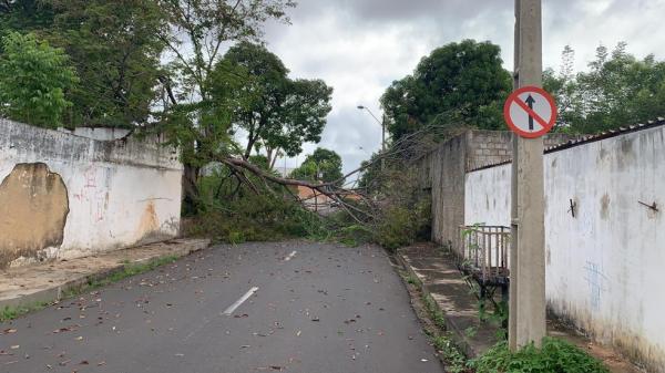 &Aacute;rvore ca&iacute;da na Zona Leste de Teresina ap&oacute;s chuva.(Imagem:F&aacute;bio Lima)