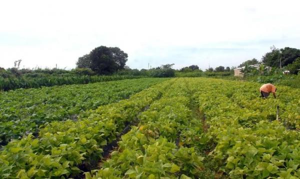 Câmara aprova política que estimula permanência de jovens no campo