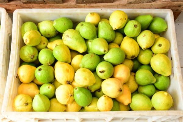 Barão de Grajaú recebe trator da CODEVASF para fortalecer a agricultura local(Imagem:Secom)