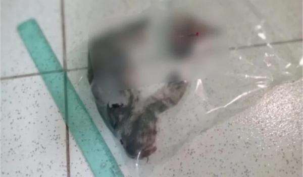 Suspeito de degolar gato com fac&atilde;o em mercado &eacute; preso no Piau&iacute;.(Imagem:Reprodu&ccedil;&atilde;o/Pol&iacute;cia Civil)