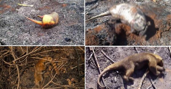 Animais morrem queimados em inc&ecirc;ndio que j&aacute; dura cinco dias no Norte do Piau&iacute;, divisa com o Cear&aacute;.(Imagem:Reprodu&ccedil;&atilde;o)