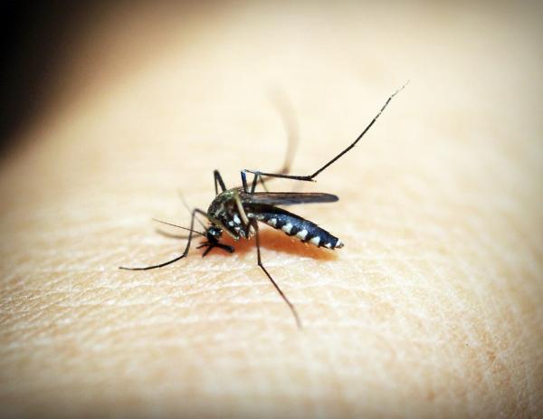Piauí tem 164 cidades sem notificação de casos de dengue, diz Sesapi
