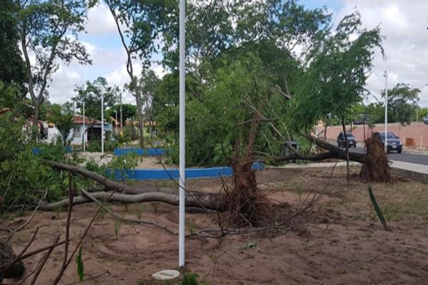 Árvores e muro caem com chuva em Teresina
