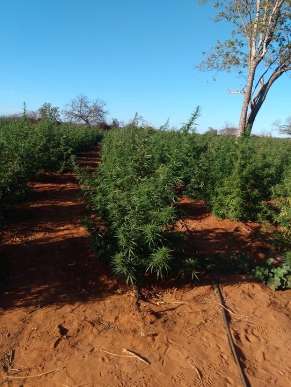 PM encontra planta&ccedil;&atilde;o de 12 hectares de maconha na zona rural de Dom Inoc&ecirc;ncio, no Piau&iacute;(Imagem:Divulga&ccedil;&atilde;o/PM)