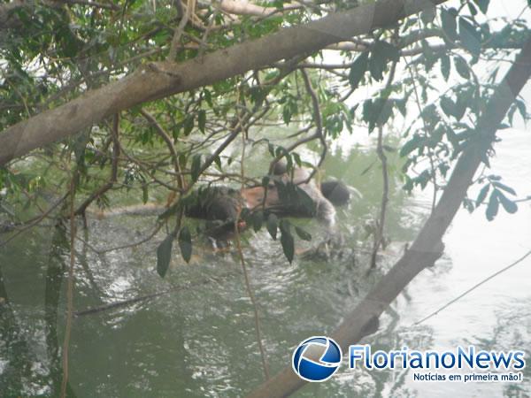 Corpo de jovem desaparecido é encontrado no rio Parnaíba.(Imagem:FlorianoNews)