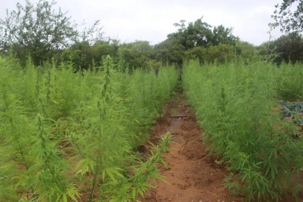 Polícia Militar encontra e incinera plantação de maconha com 2 hectares na zona rural de Paulistana